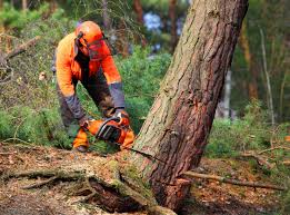 Best Storm Damage Tree Cleanup  in Sullivan, IL